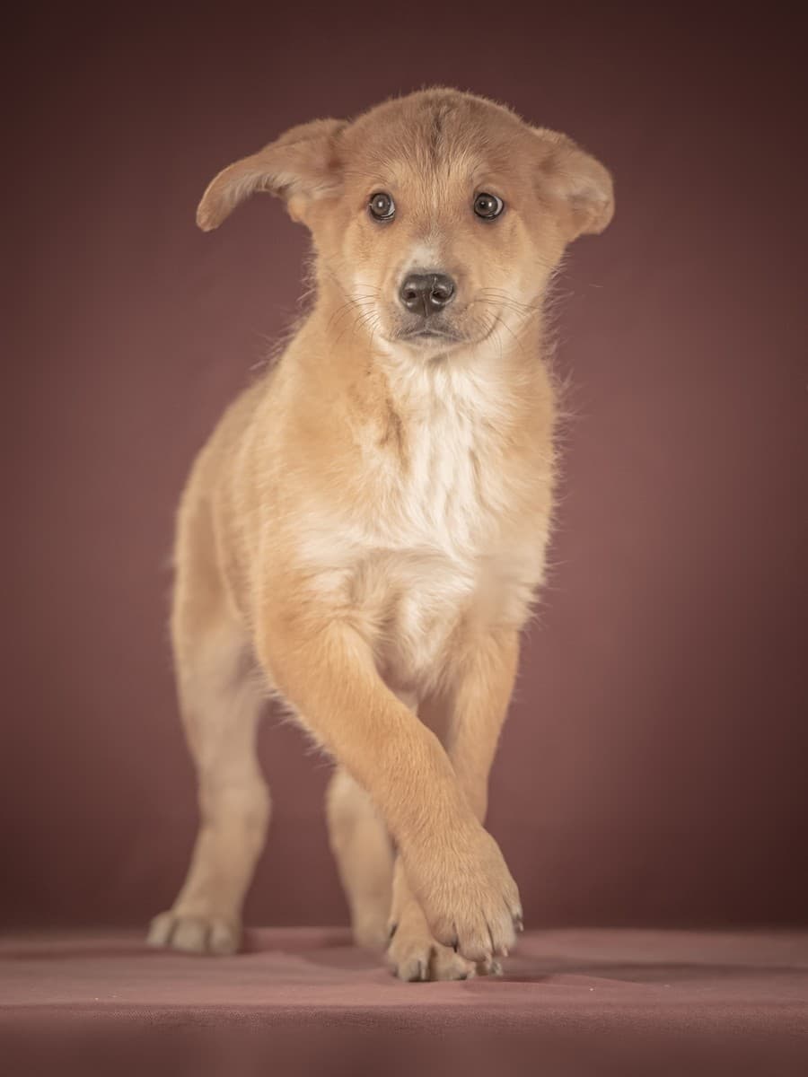 Вьенто медиа 2