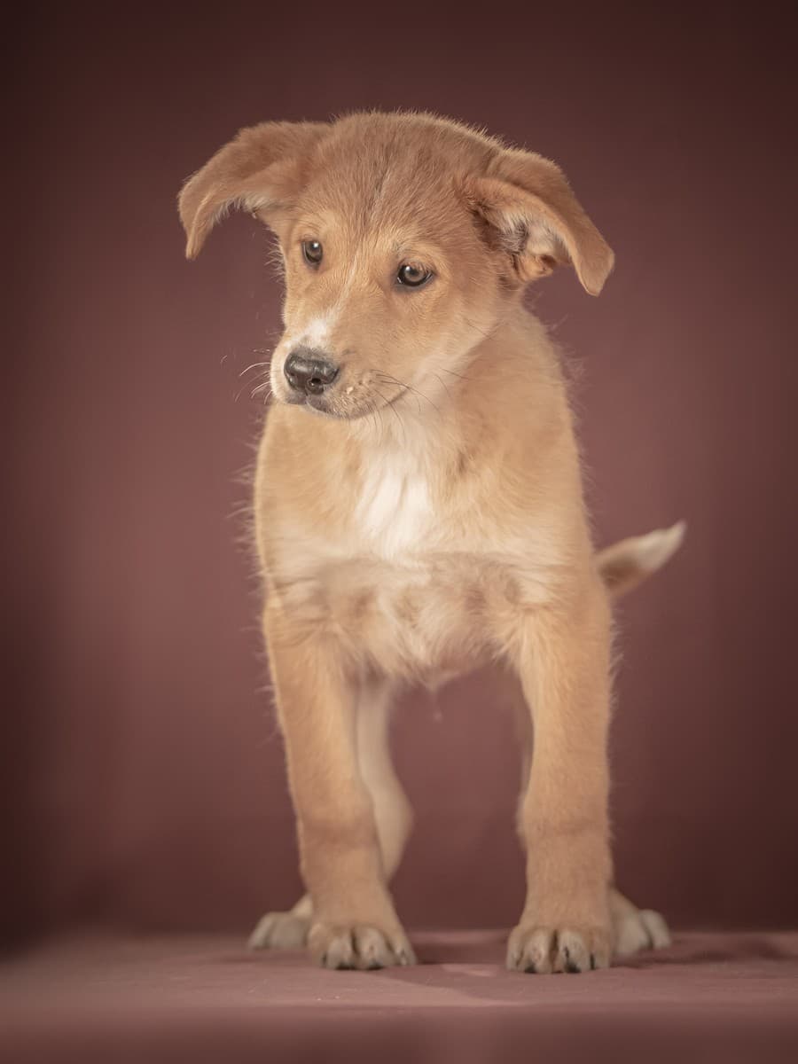 Вьенто медиа 3