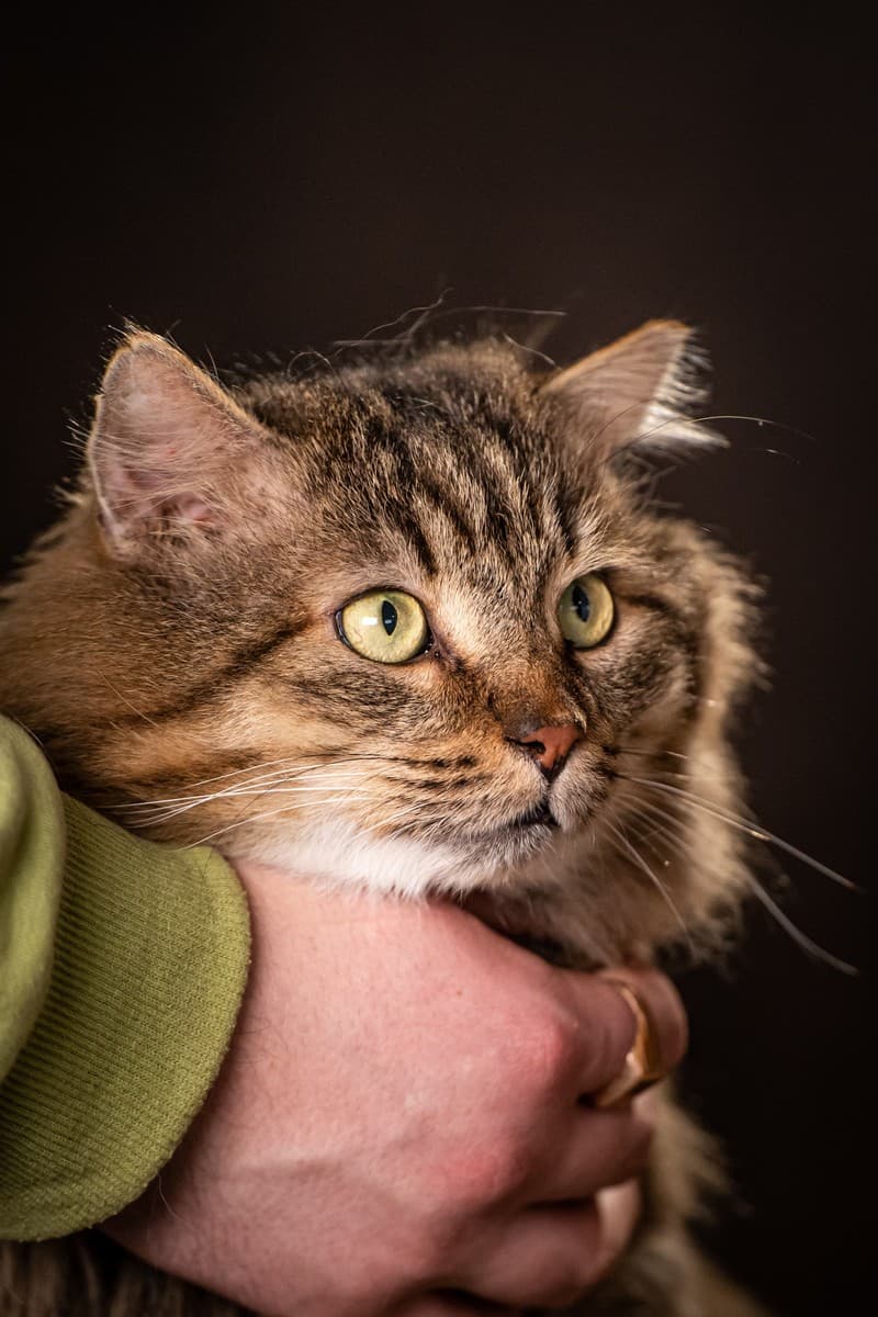 Муфаса медиа 5