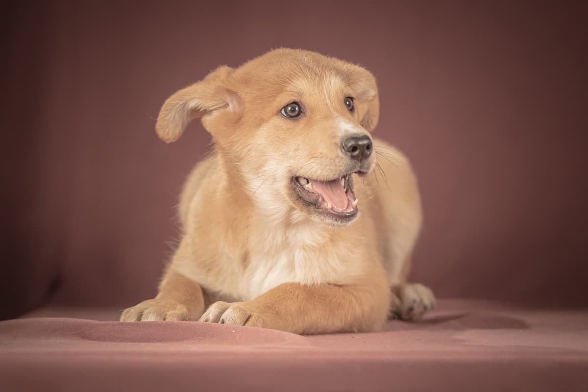 Вьенто медиа 4