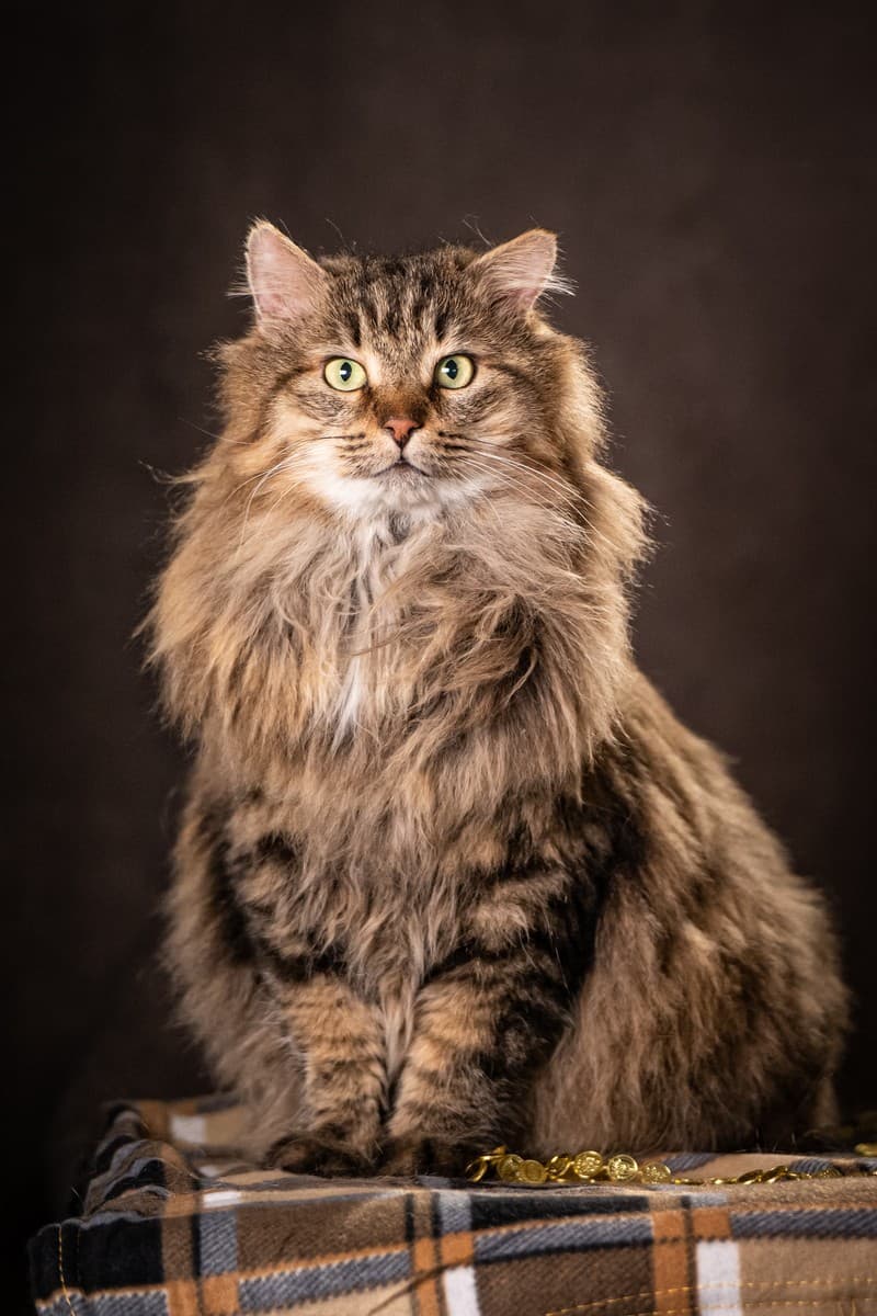 Муфаса медиа 6