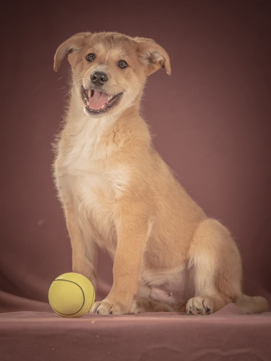 Вьенто медиа 6