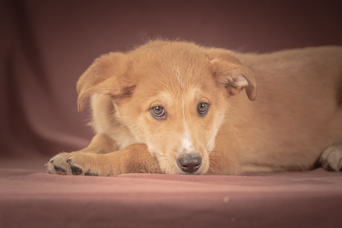 Вьенто медиа 7