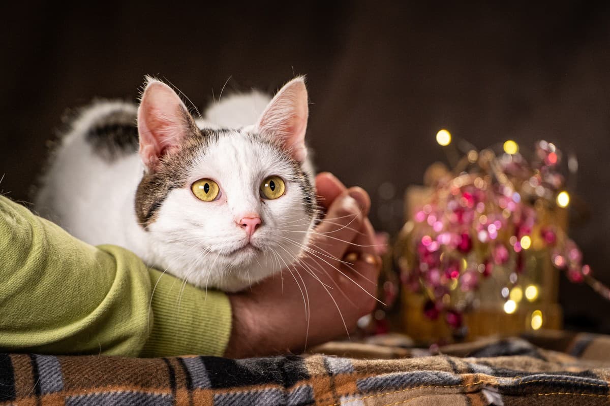 Жорж медиа 5