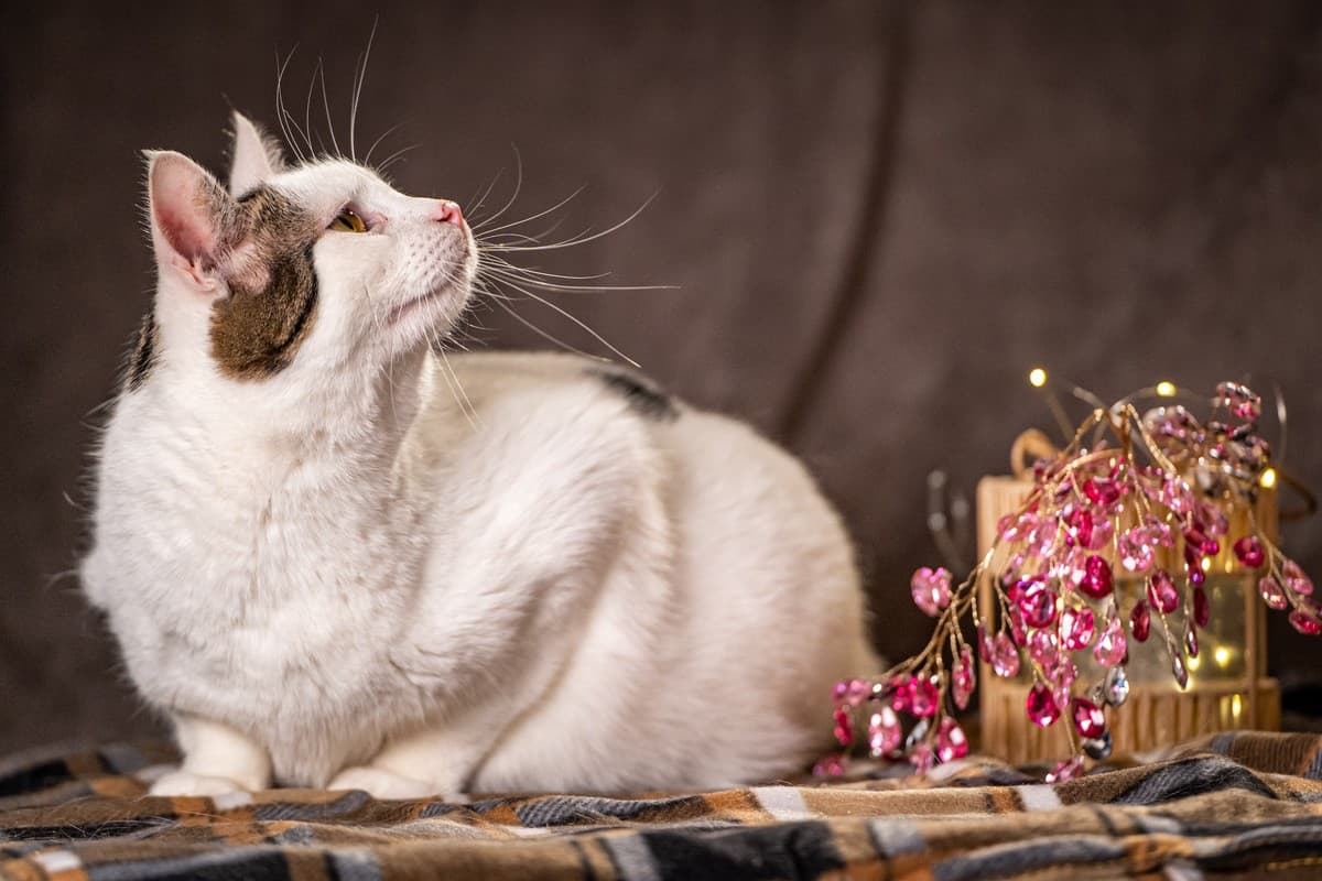 Жорж медиа 6