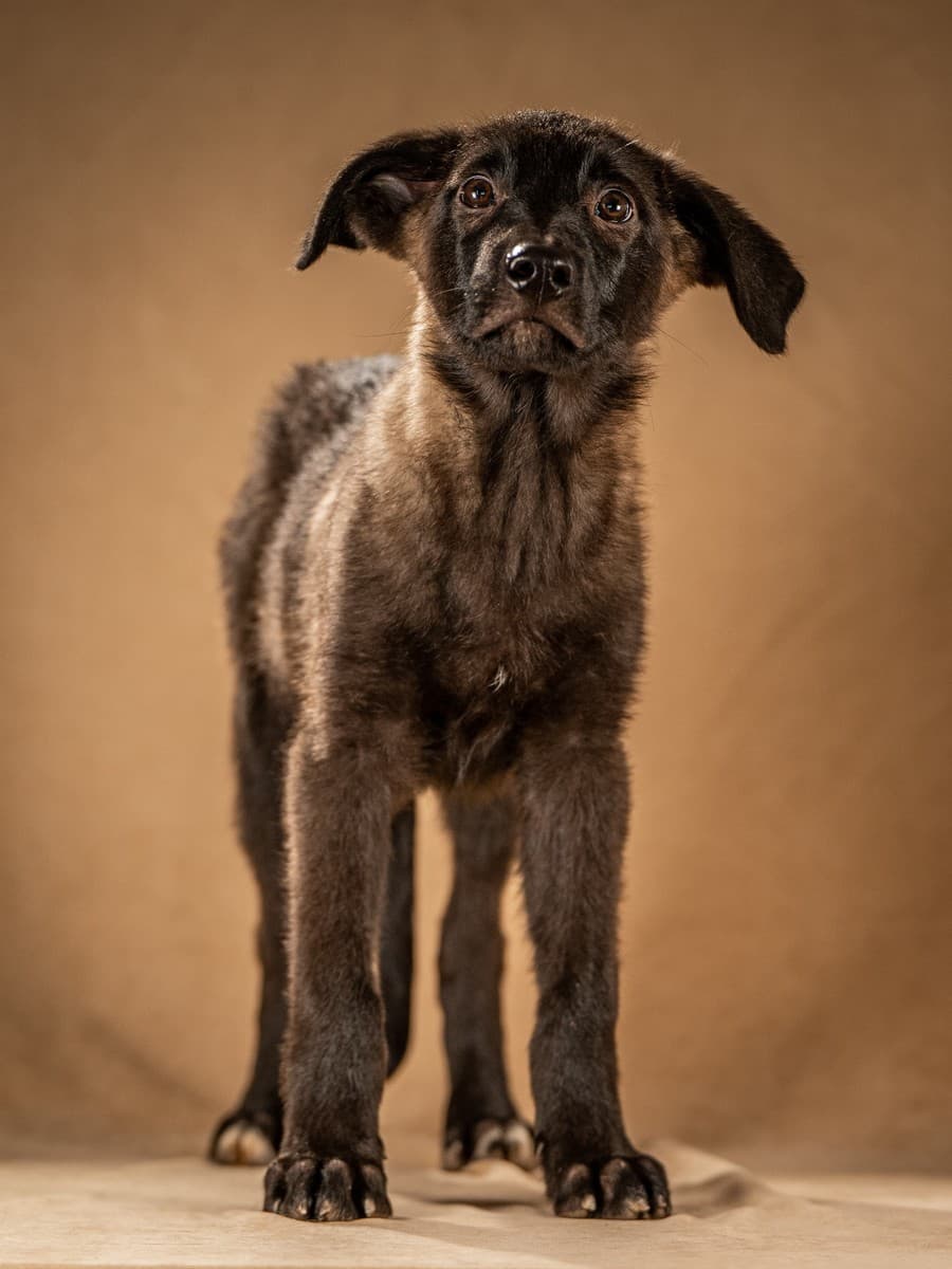 Нэйт медиа 4