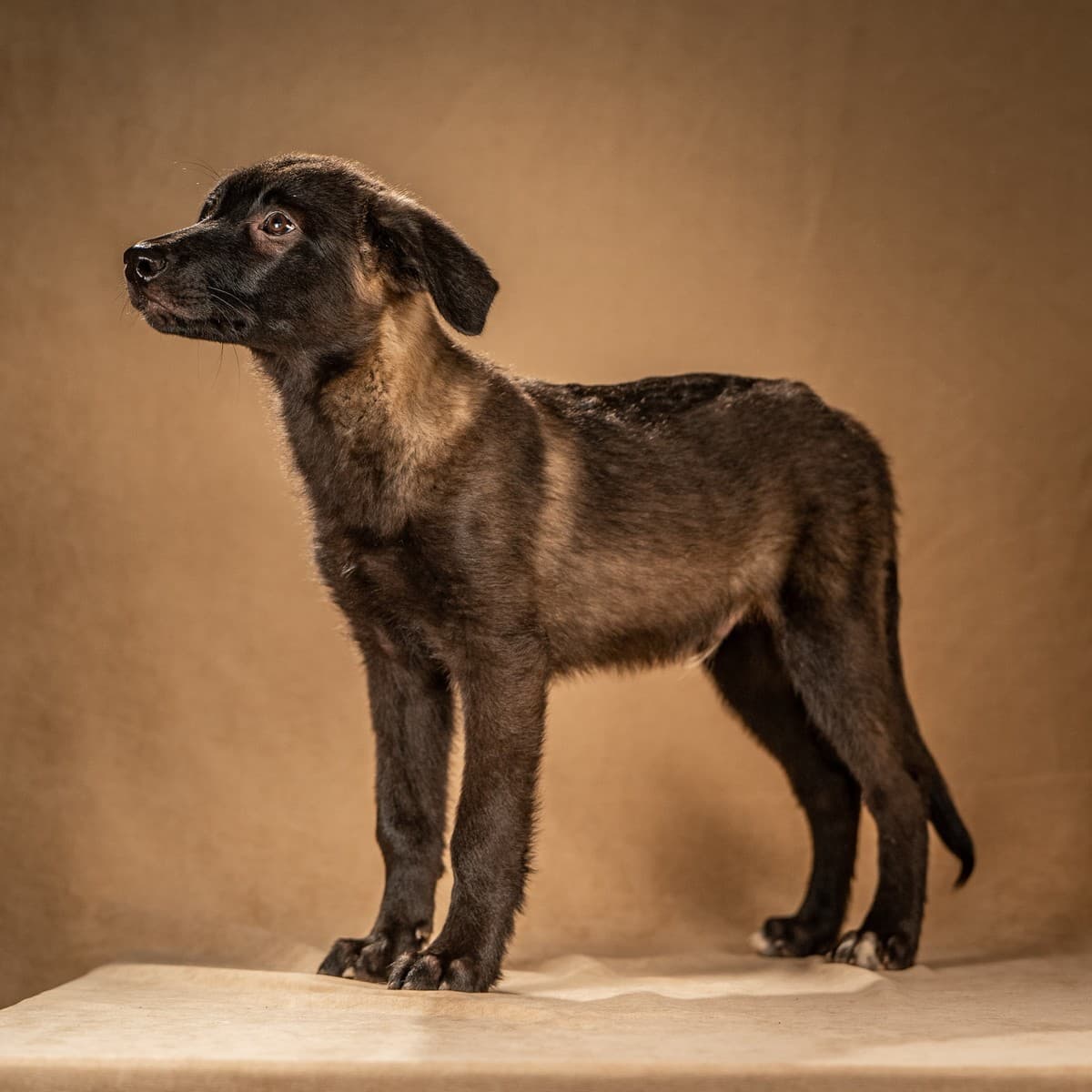 Нэйт медиа 10