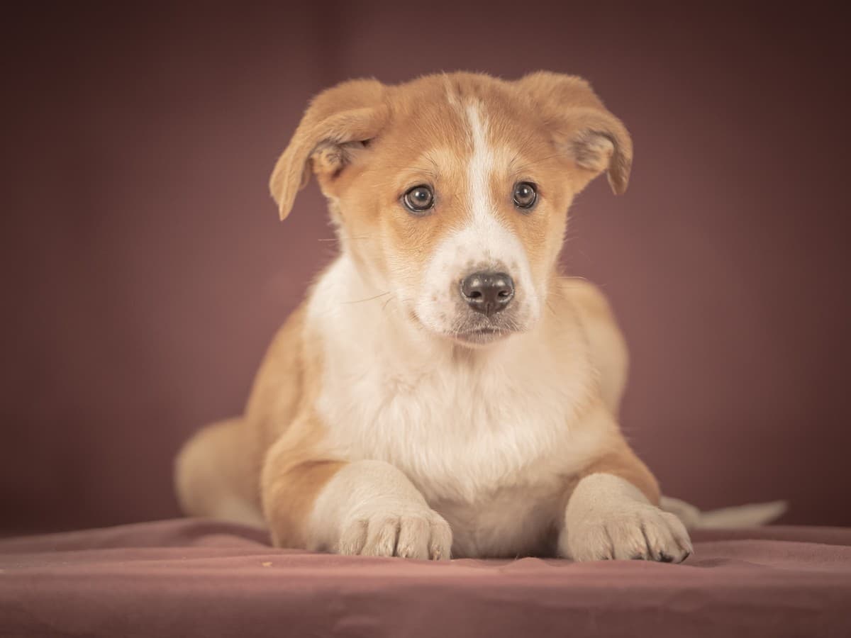 Амиго медиа 5