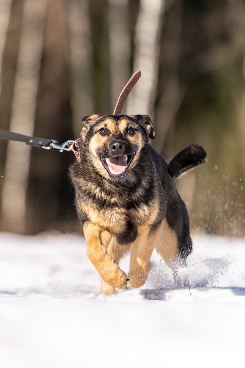 Доня медиа 6