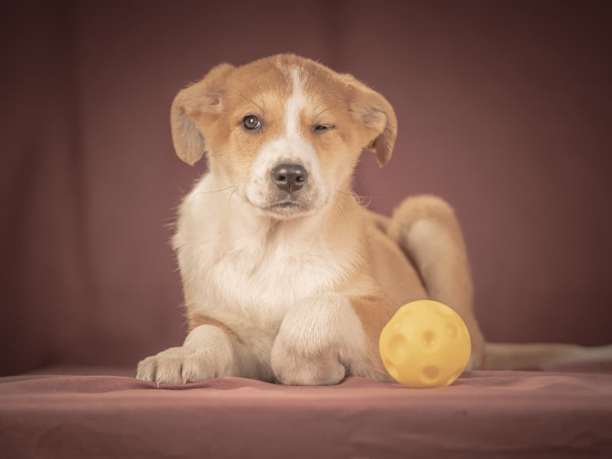 Амиго медиа 6