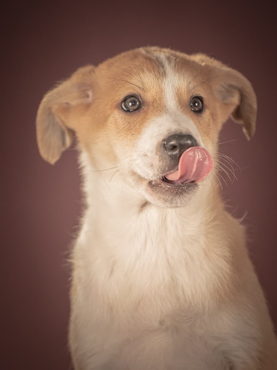 Амиго медиа 7