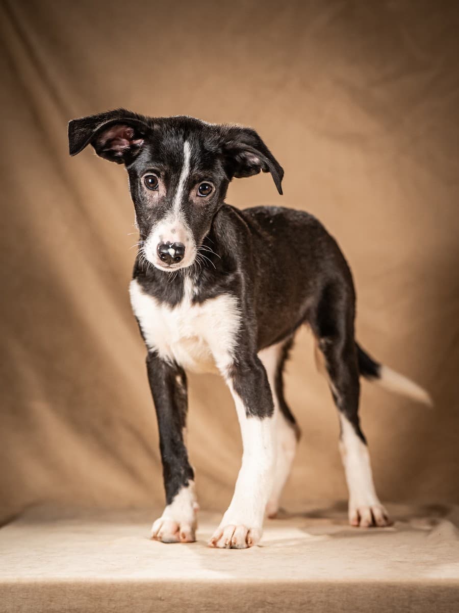 Нуара медиа 6