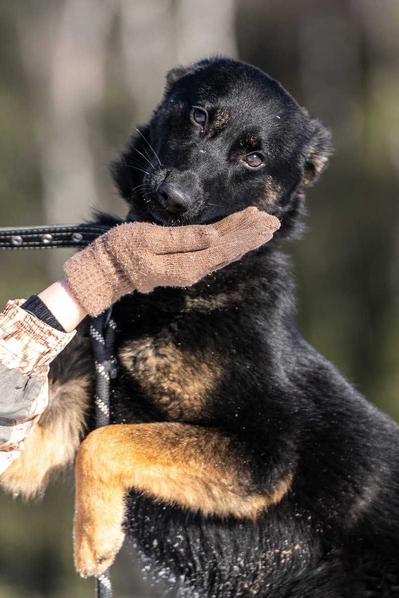 Дейзи медиа 6