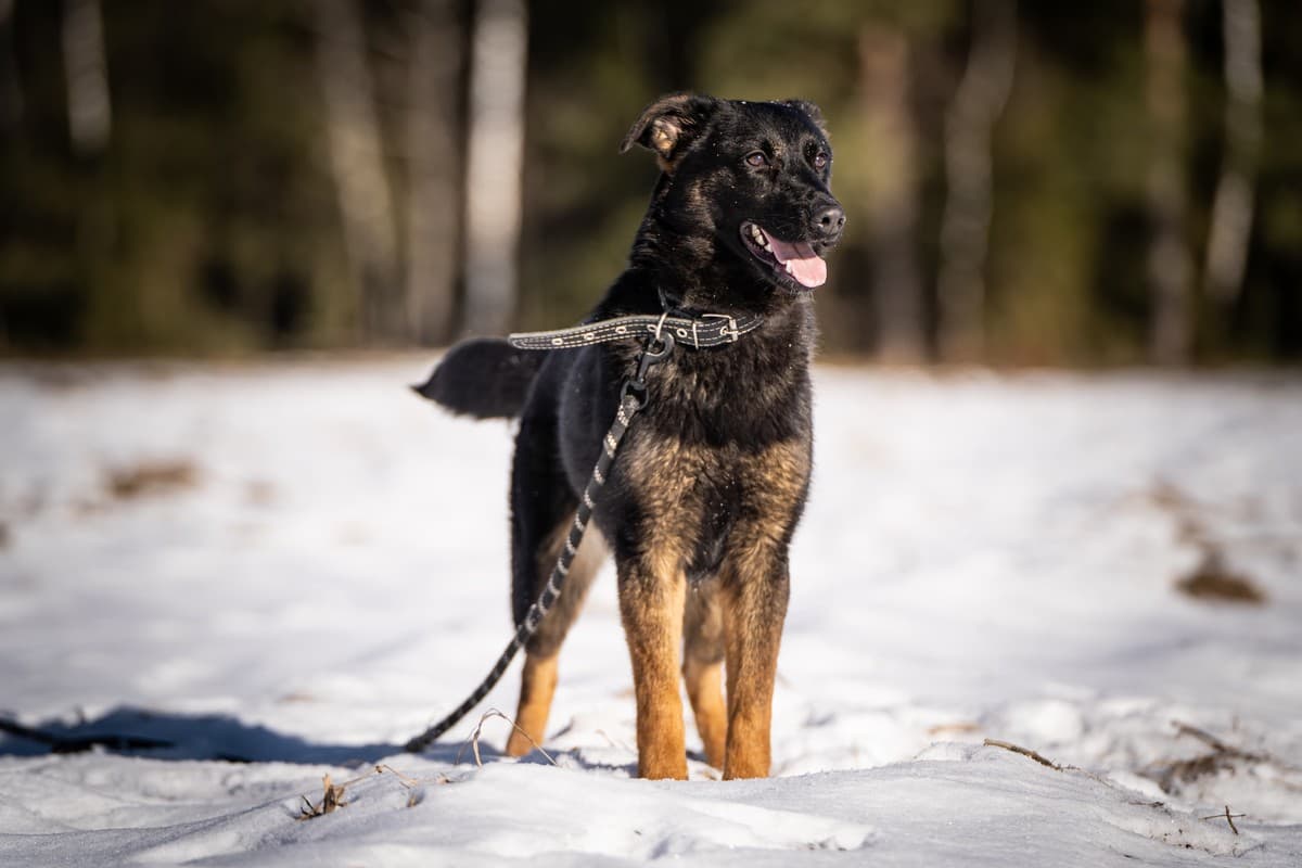 Дейзи медиа 5