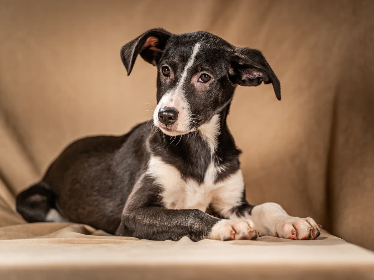 Нуара медиа 5