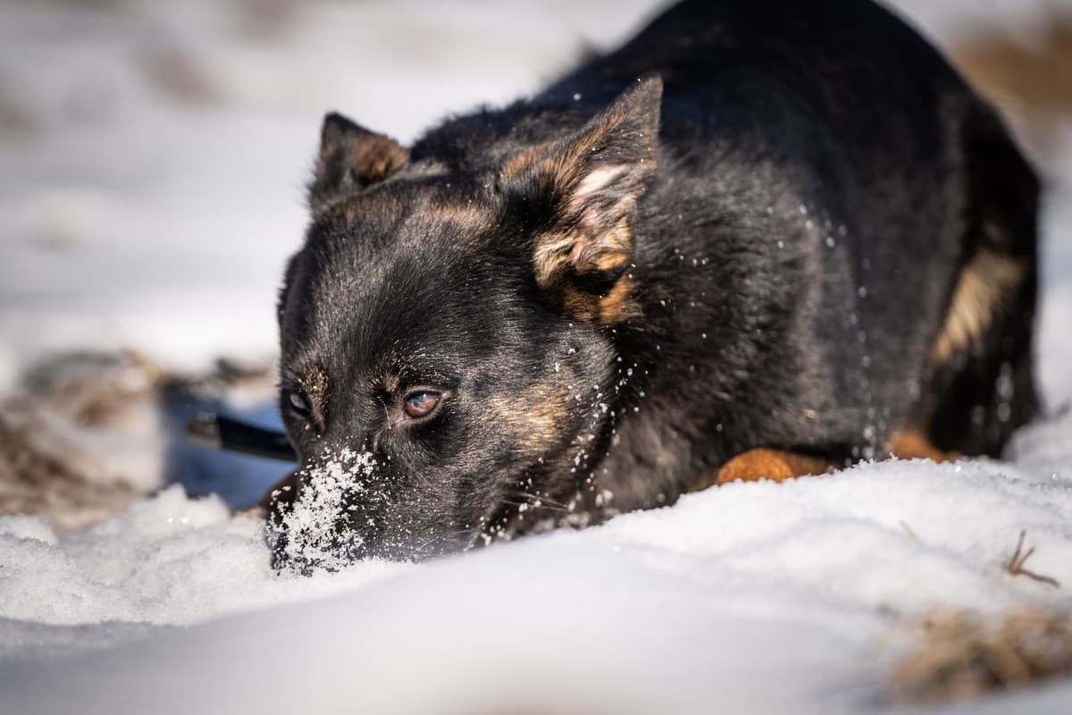 Дейзи медиа 7