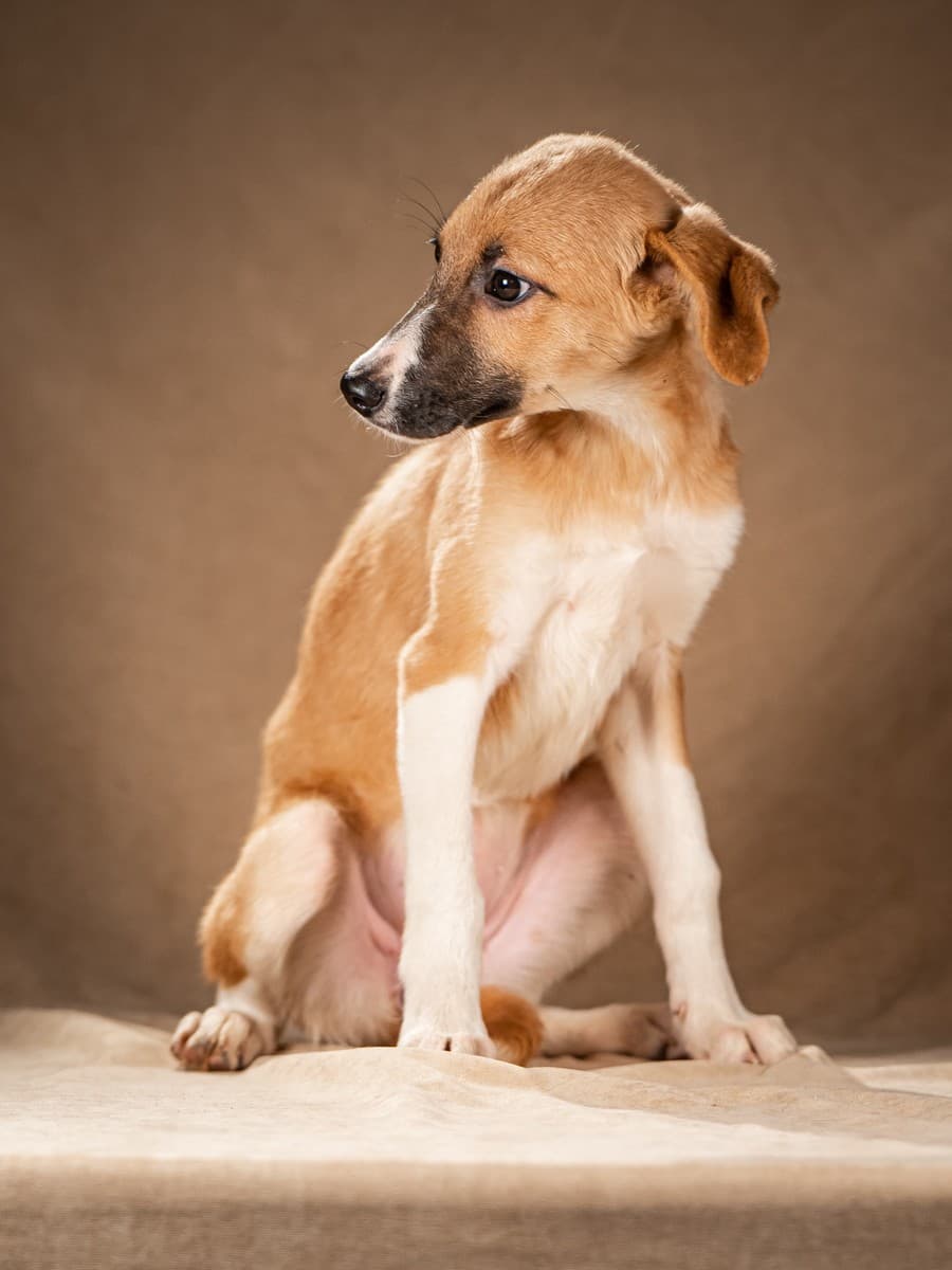 Нимфа медиа 6