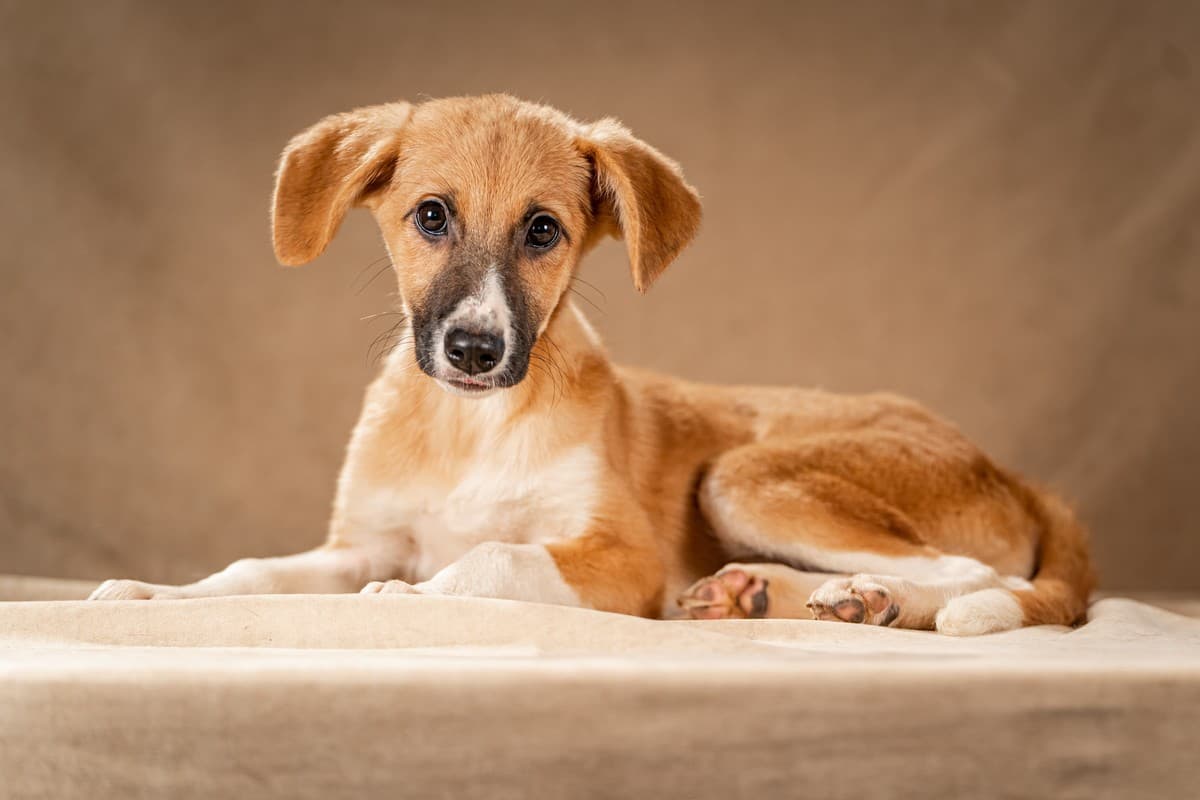 Нимфа медиа 7