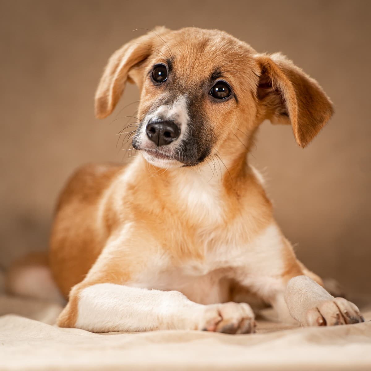 Нимфа медиа 5