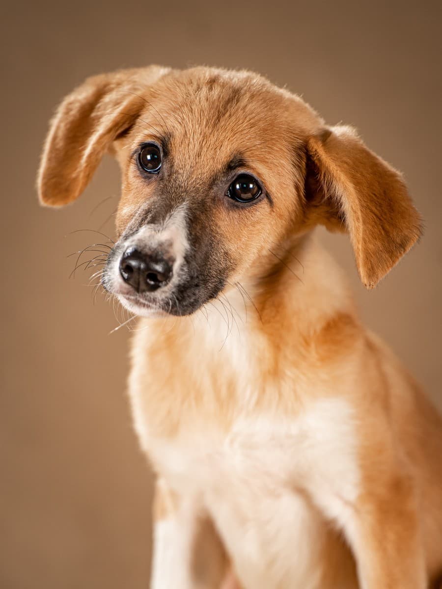 Нимфа медиа 8