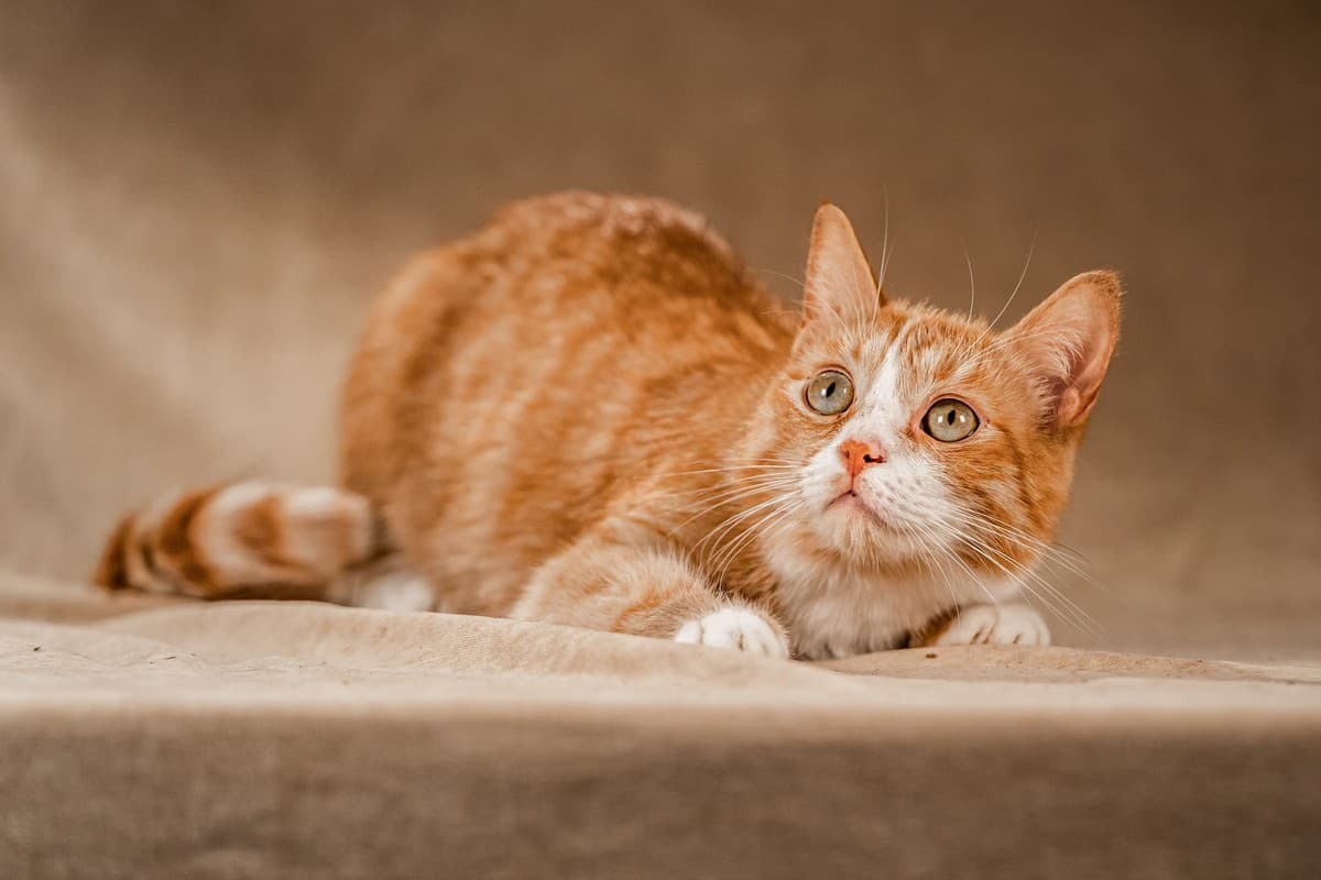 Базилио медиа 2