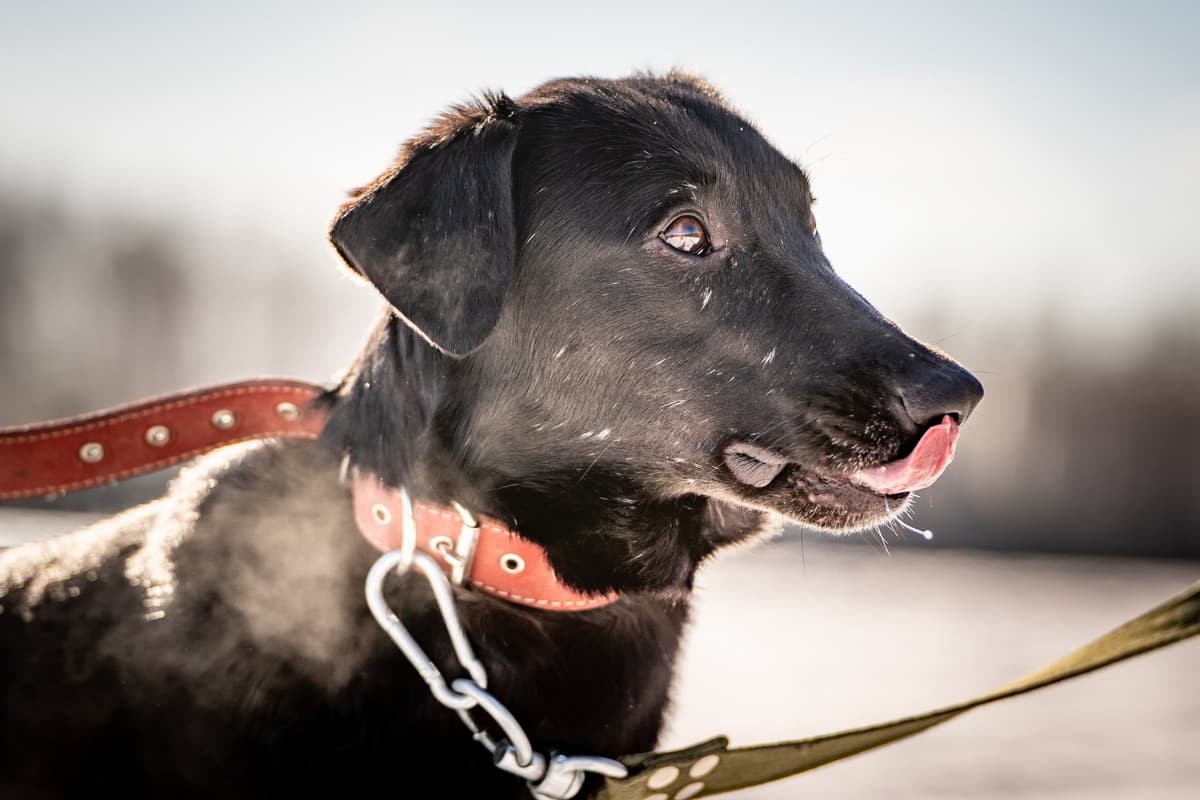 Гуччи медиа 6