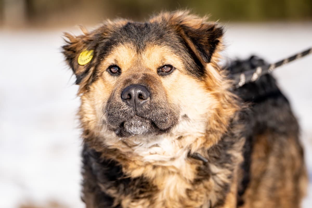 Шарпундель медиа 2