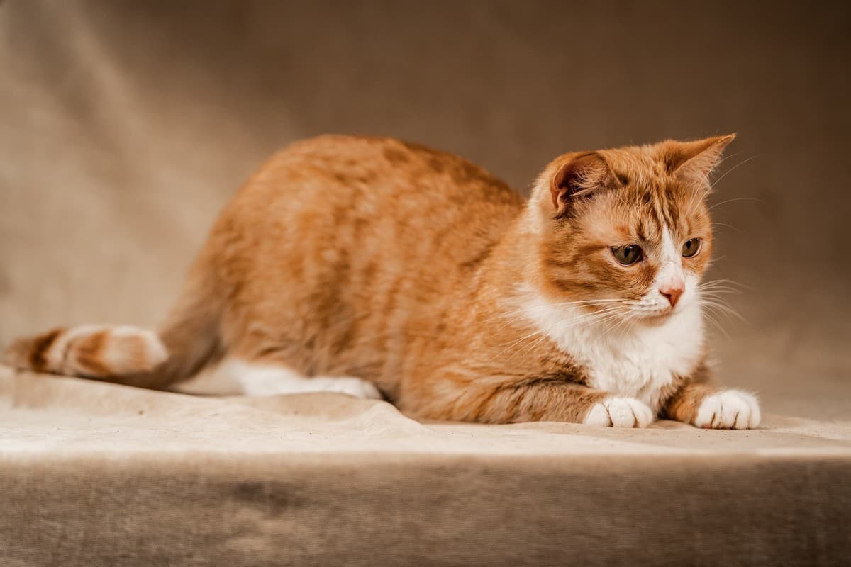 Базилио медиа 3