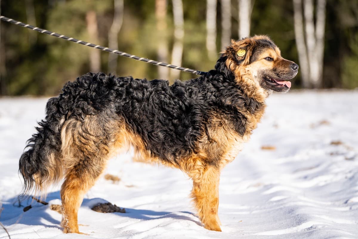 Шарпундель медиа 6