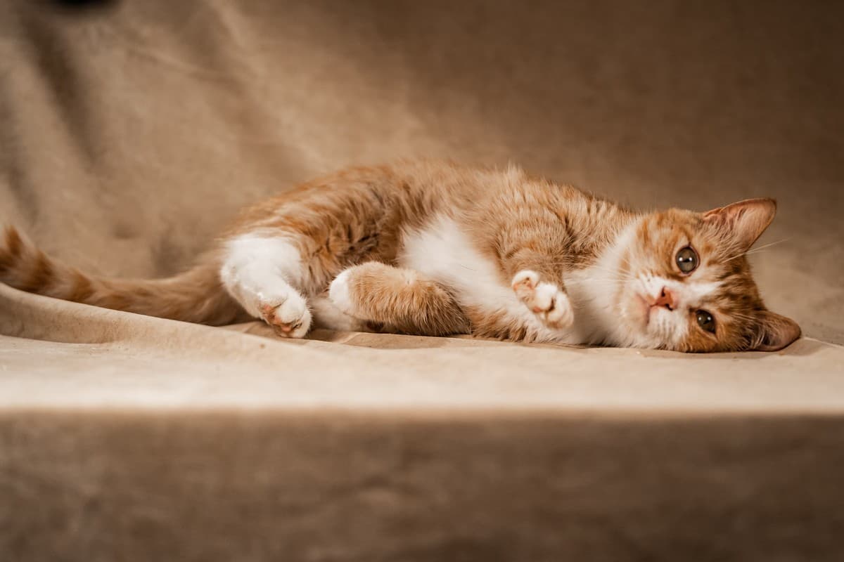 Базилио медиа 4