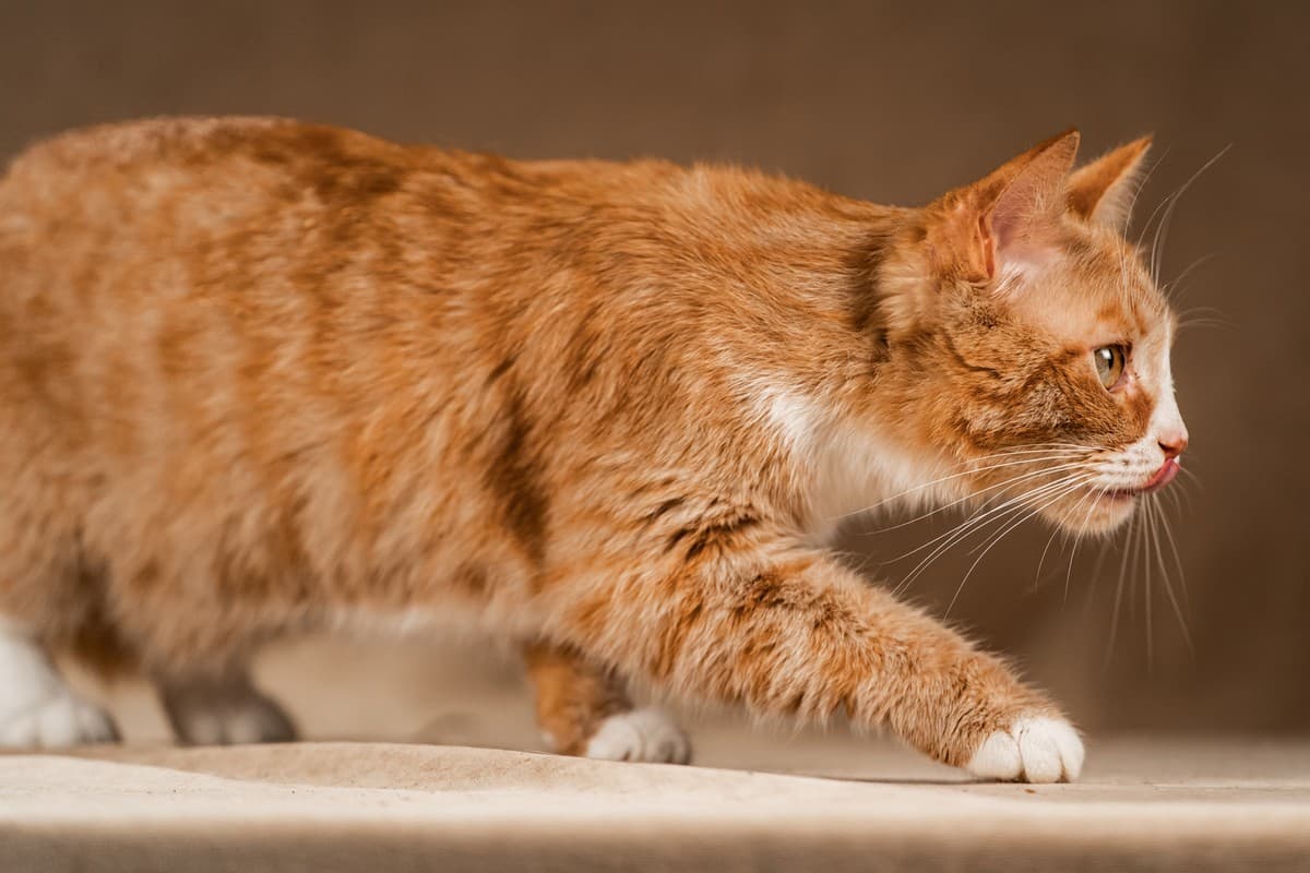 Базилио медиа 5