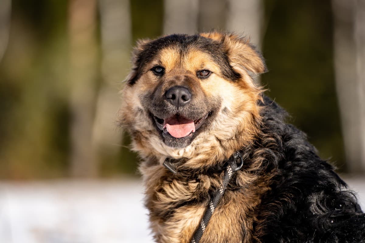 Шарпундель