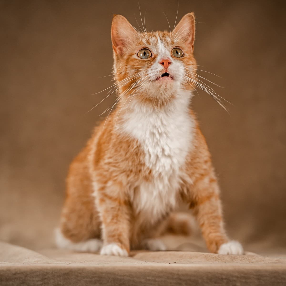 Базилио медиа 7