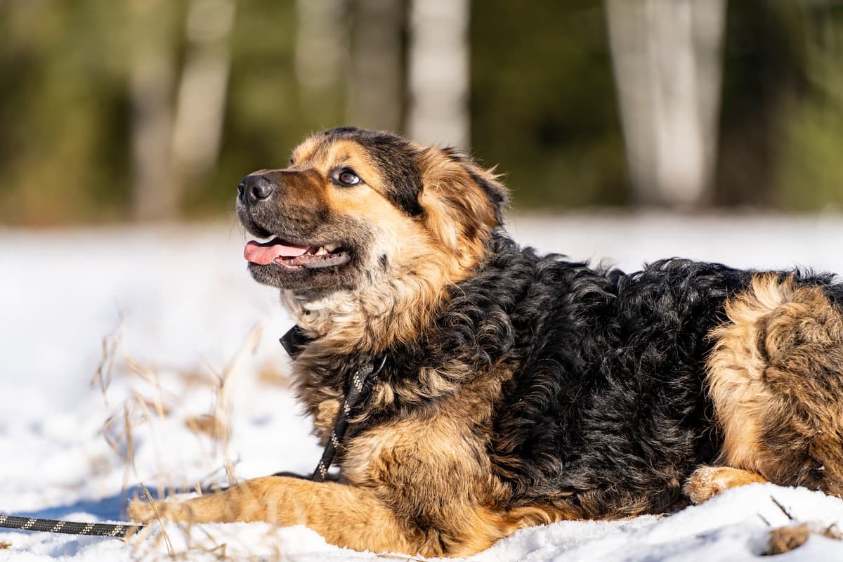 Шарпундель медиа 3