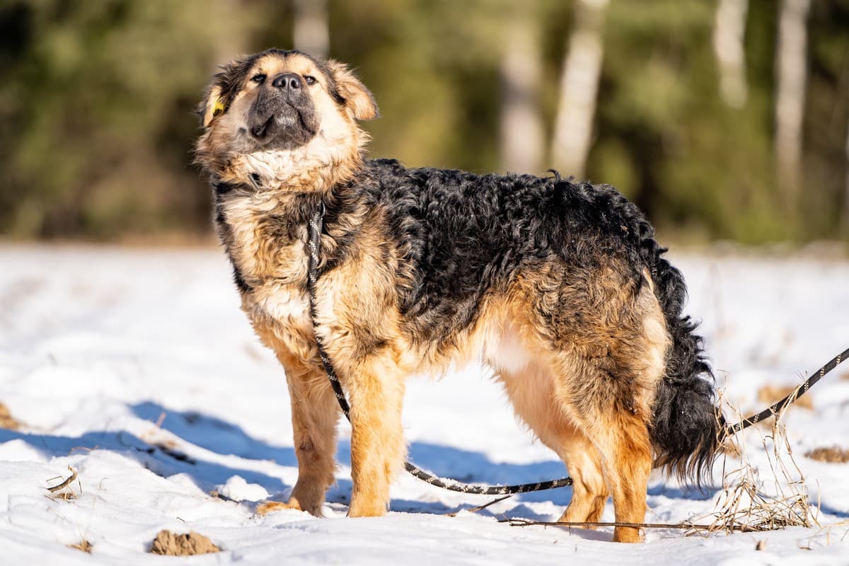 Шарпундель медиа 7