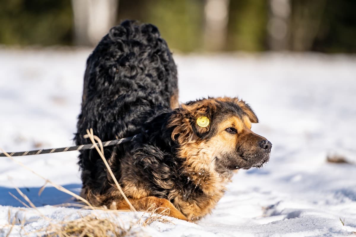 Шарпундель медиа 4