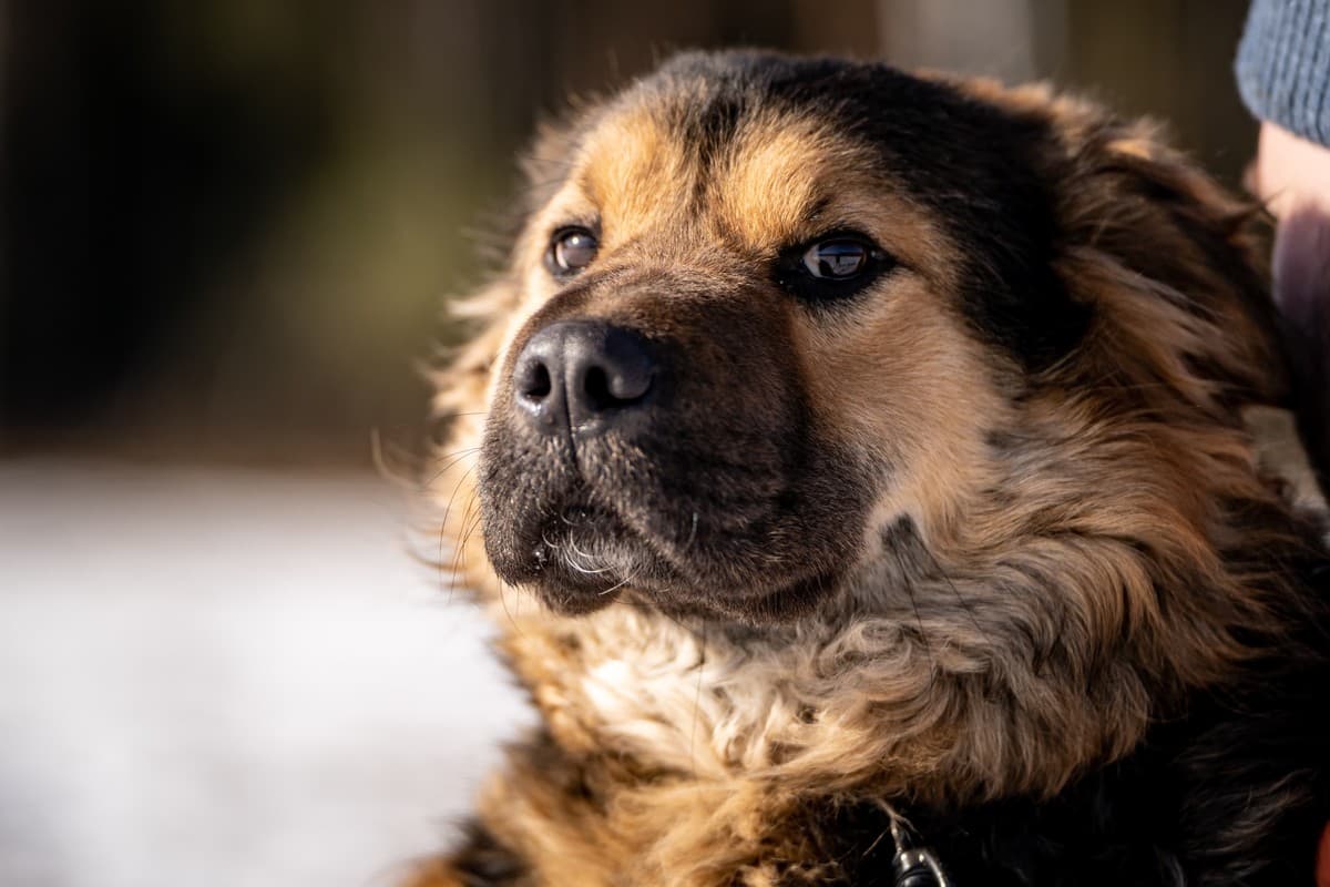 Шарпундель медиа 5