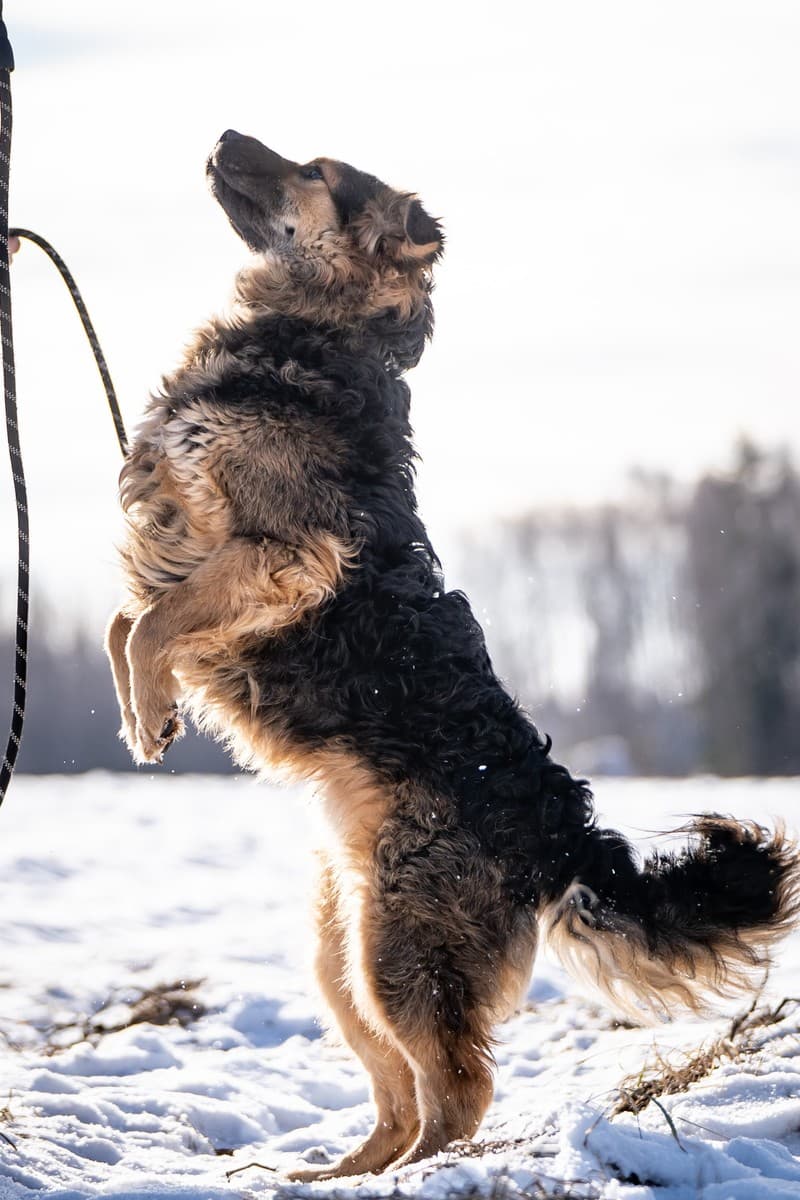 Шарпундель медиа 8