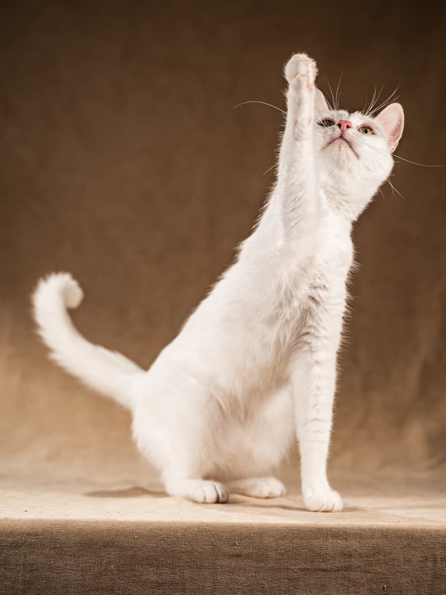 Снежка медиа 8