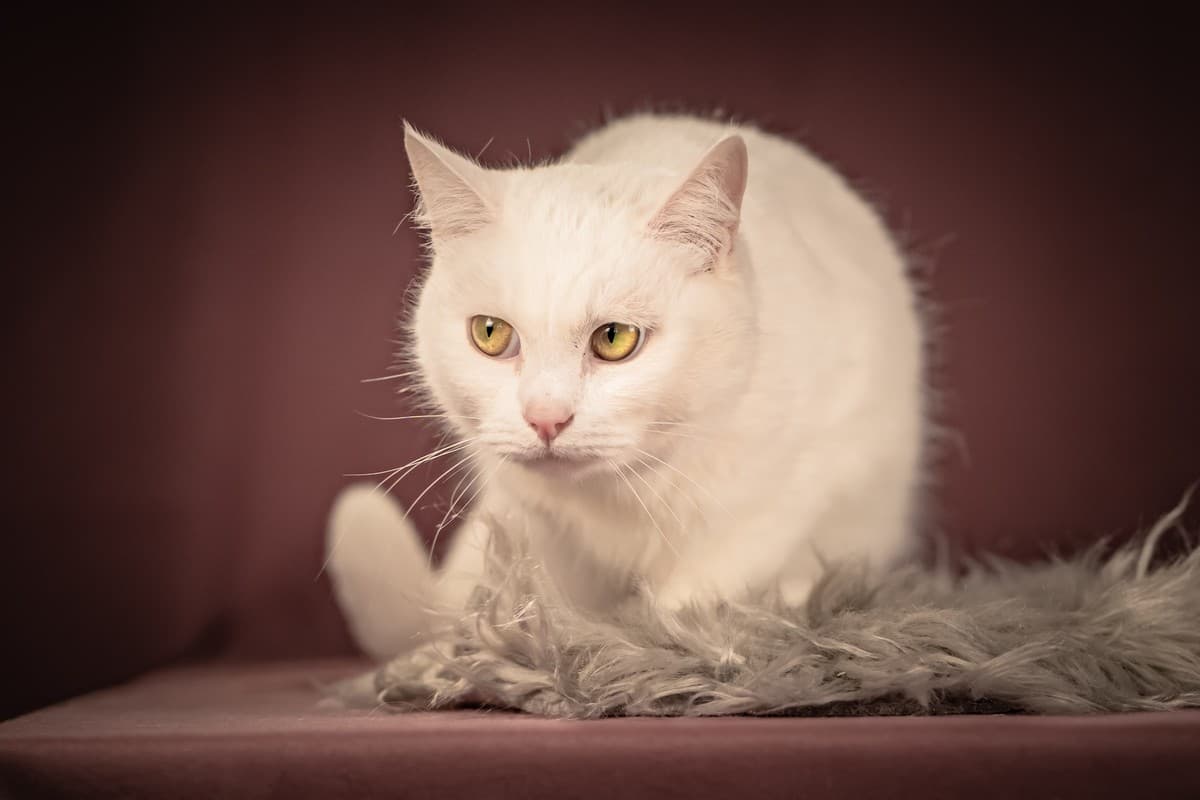 Кассиопея медиа 5