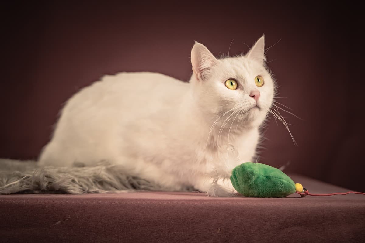 Кассиопея медиа 6