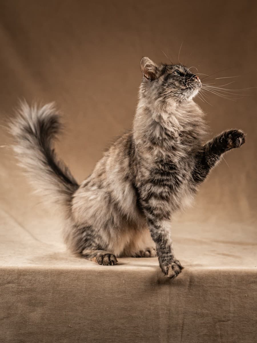 Лилу медиа 5