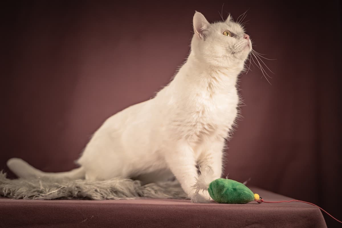 Кассиопея медиа 7