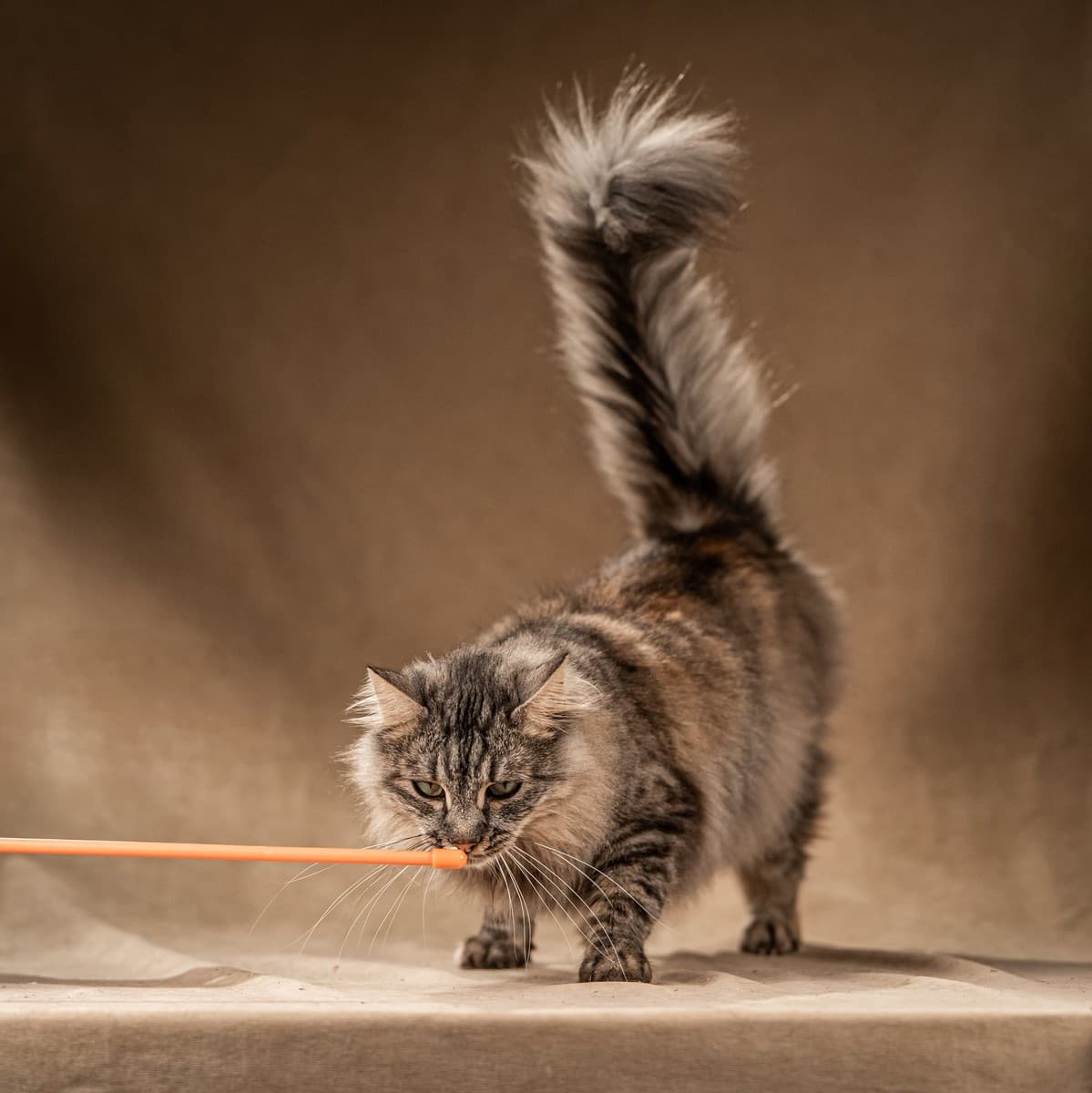 Лилу медиа 6