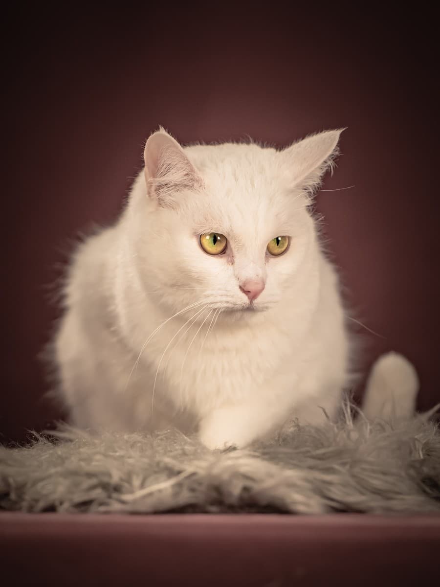 Кассиопея медиа 8