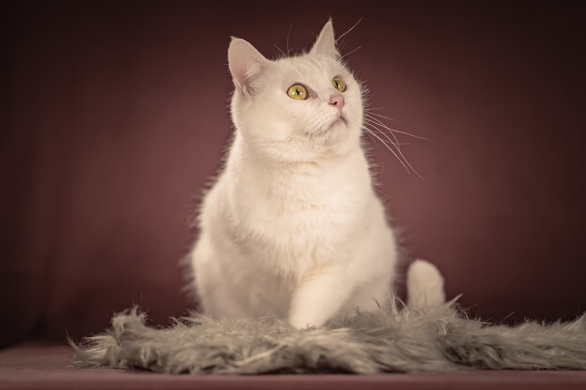 Кассиопея медиа 9