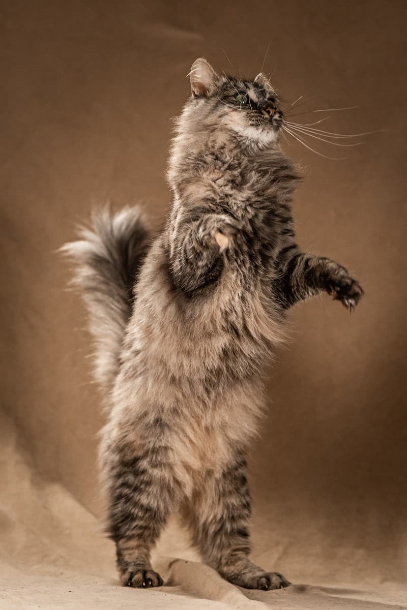 Лилу медиа 7