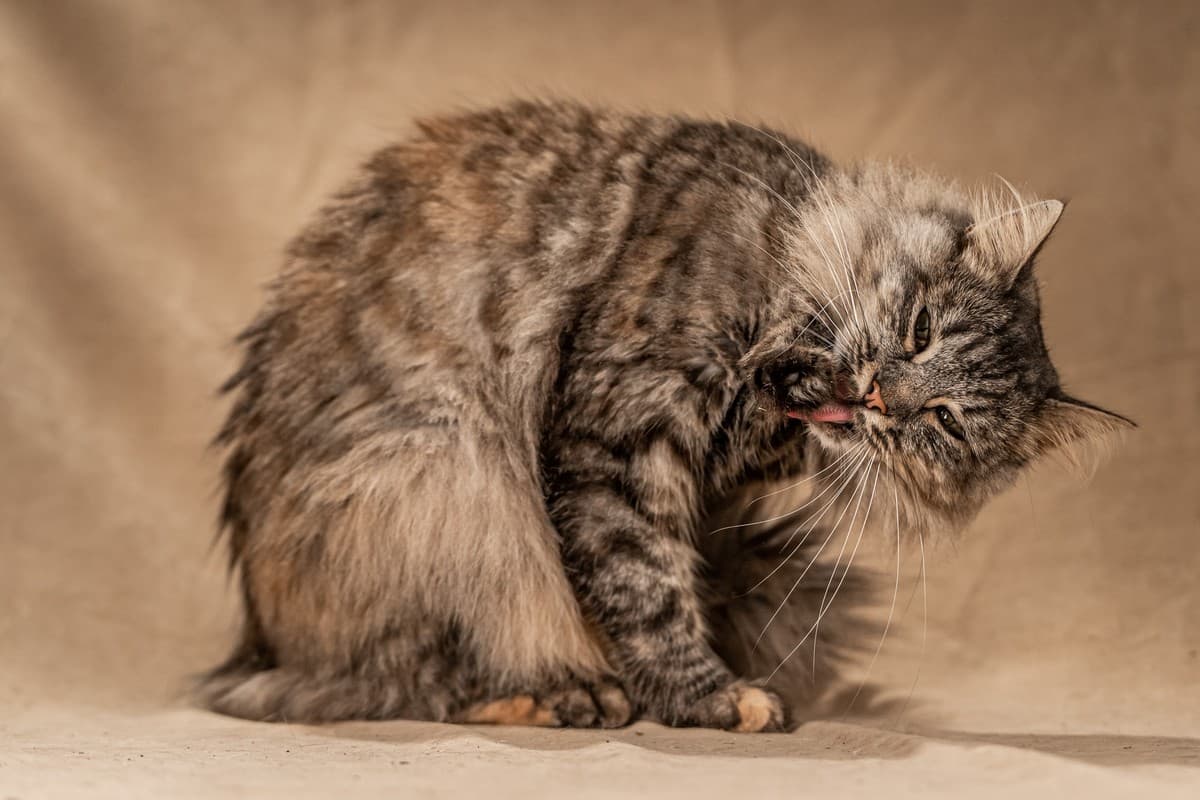 Лилу медиа 8