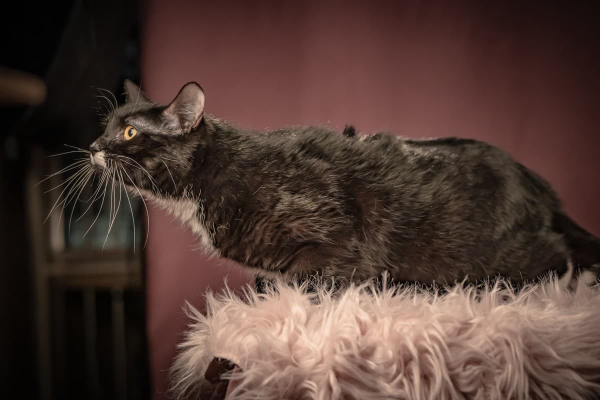 Котюлька медиа 5