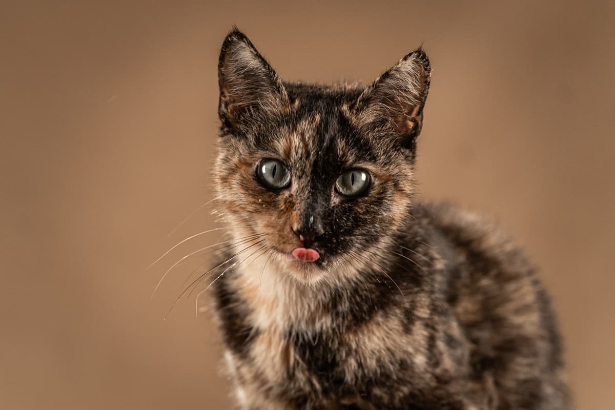 Венеция медиа 5